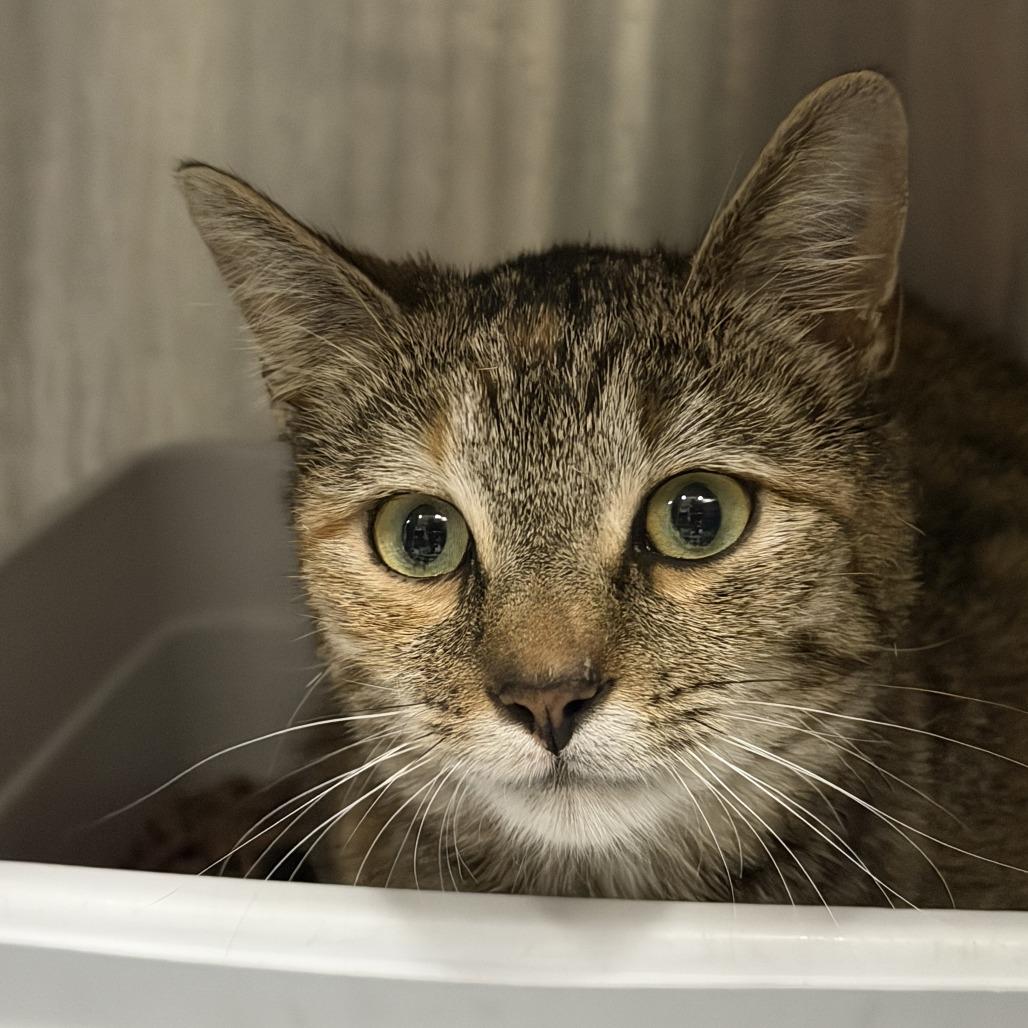 Waffle, Adoptable, Young Female Domestic Short Hair.