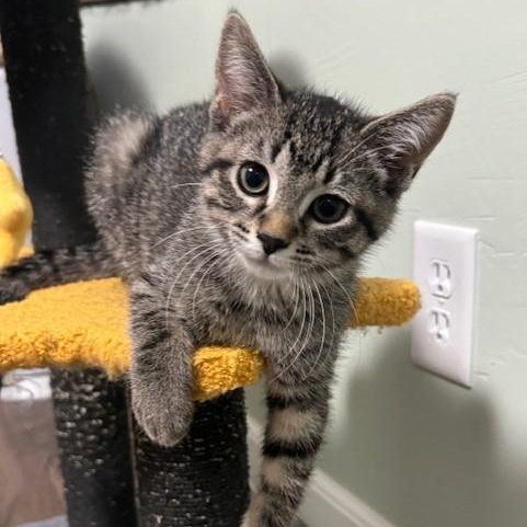 Vega, Baby Female unknown