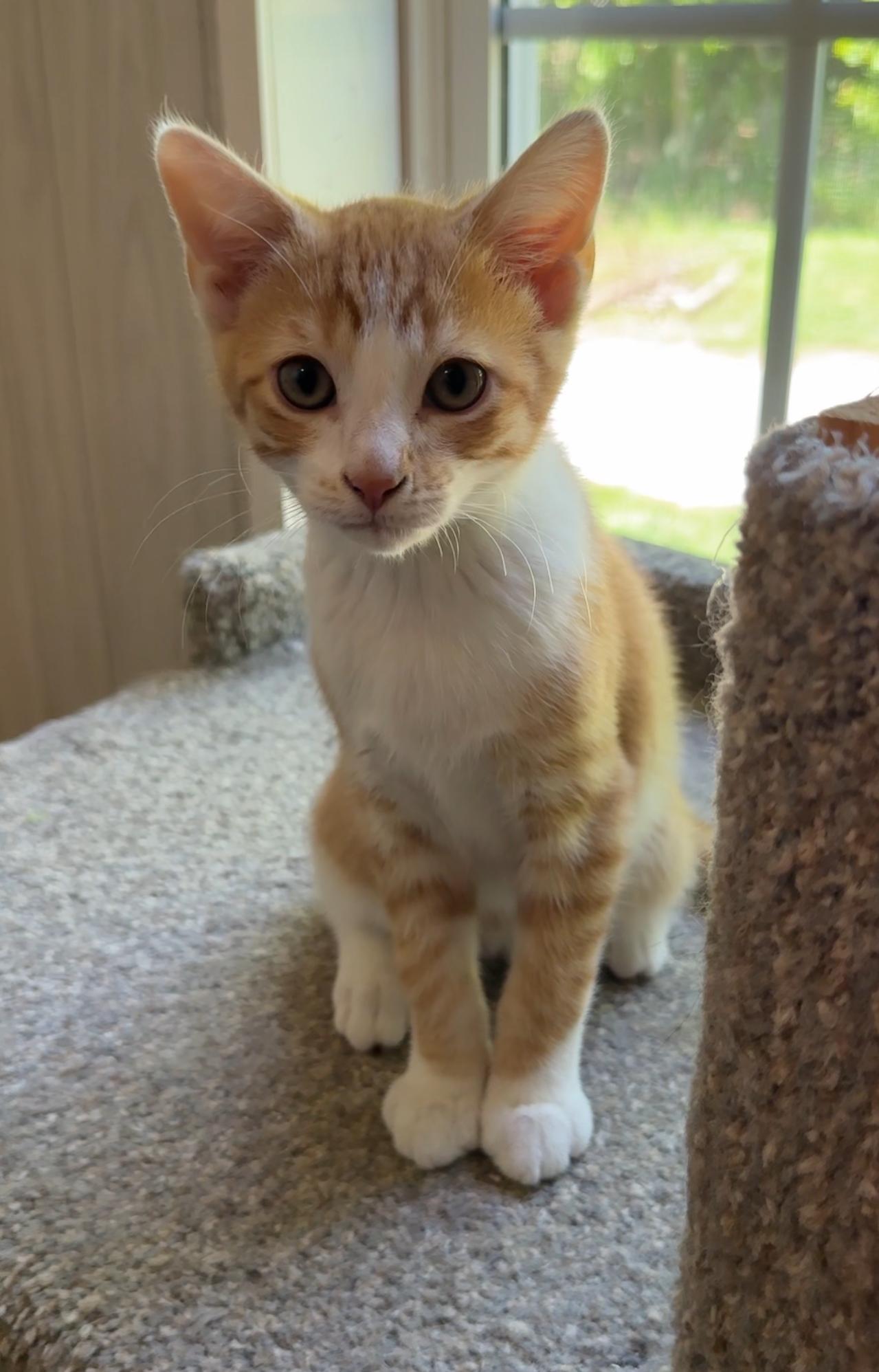 Kankuro, an adopted Domestic Short Hair in Ona, WV_image-1