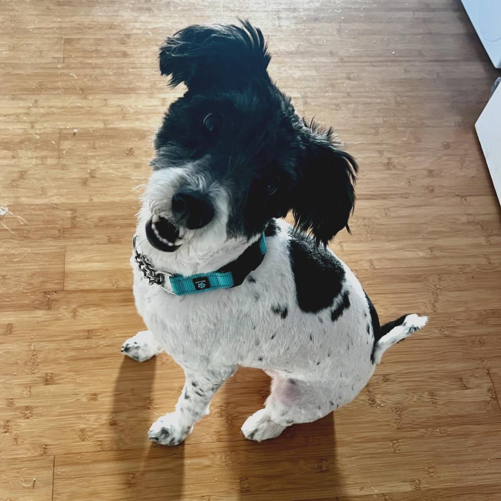 Dudley, a Adoptable mixed breed in San Francisco, CA image 1/6