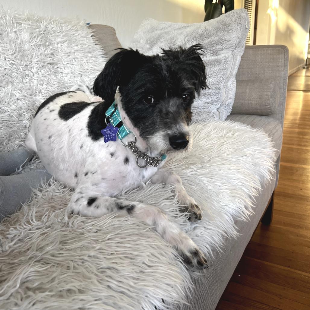 Dudley, Adoptable, Adult Male Poodle & Mixed Breed.