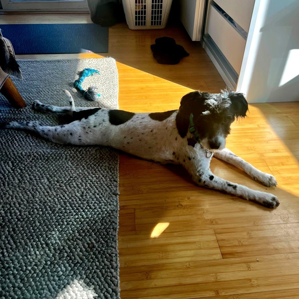 Dudley, a Adoptable mixed breed in San Francisco, CA image 3/6