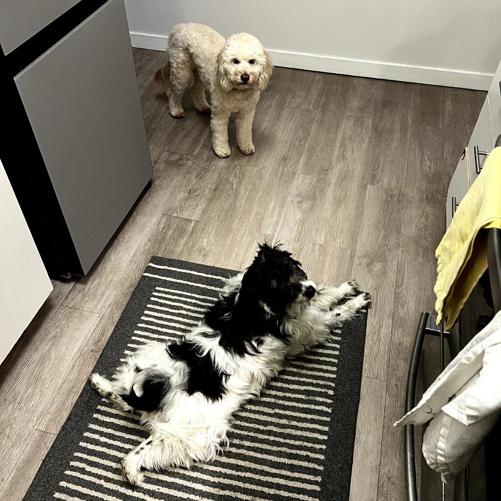 Dudley, a Adoptable mixed breed in San Francisco, CA image 4/6