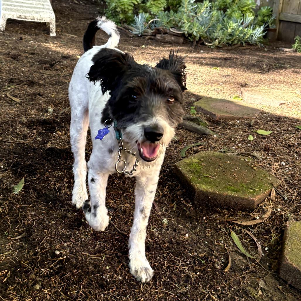 Dudley, a Adoptable mixed breed in San Francisco, CA image 5/6