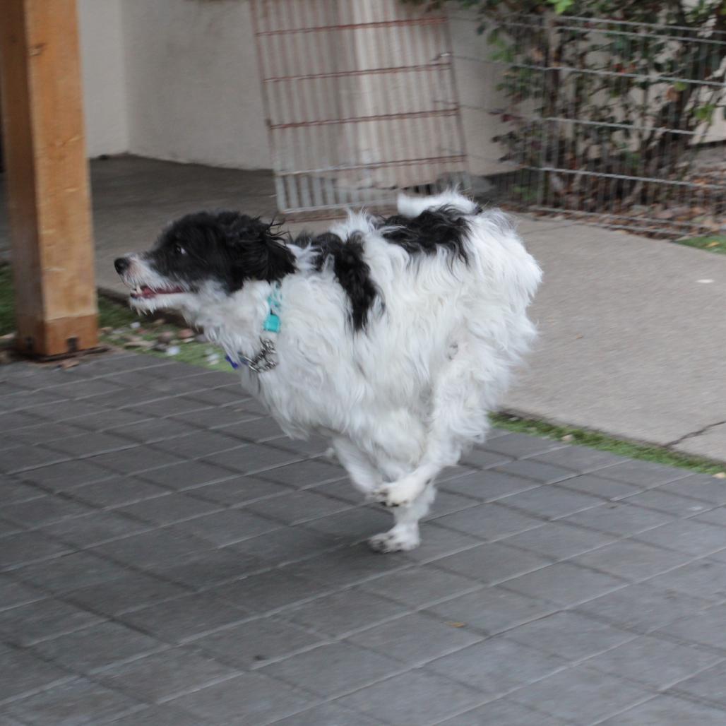 Dudley, a Adoptable mixed breed in San Francisco, CA image 6/6