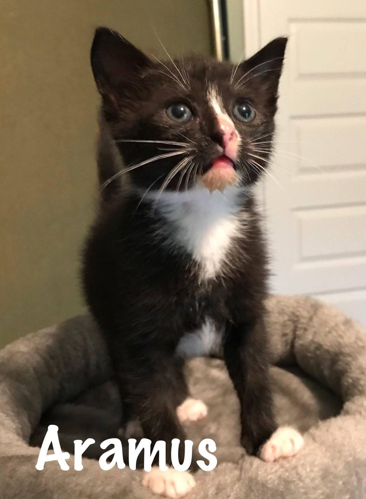 ARAMUS, Baby Male Tuxedo