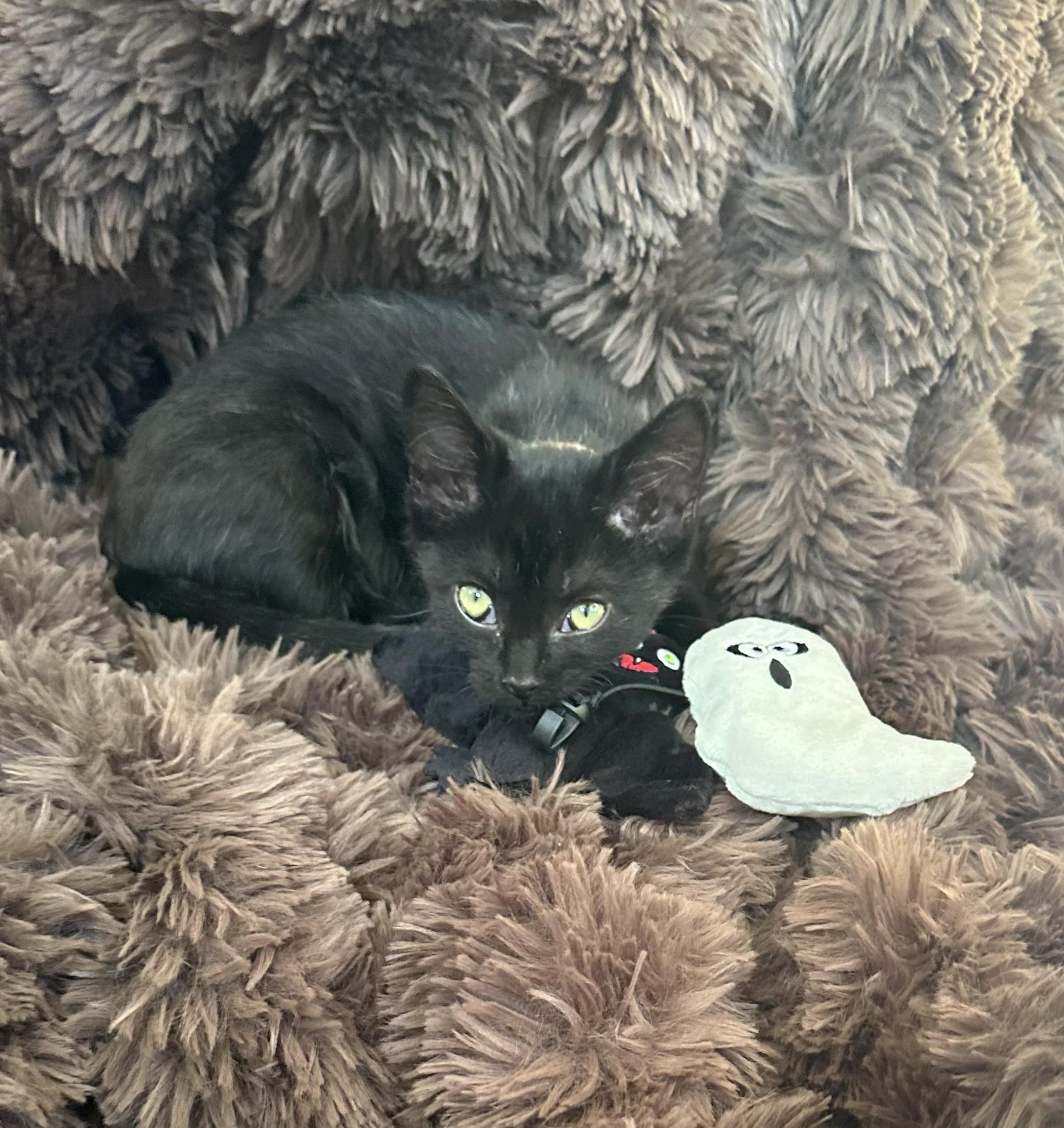 Enlarge Binx — Tiny Kitten, Big Spirit, a Adopted Domestic Short Hair in Prescott, AZ image 2/3