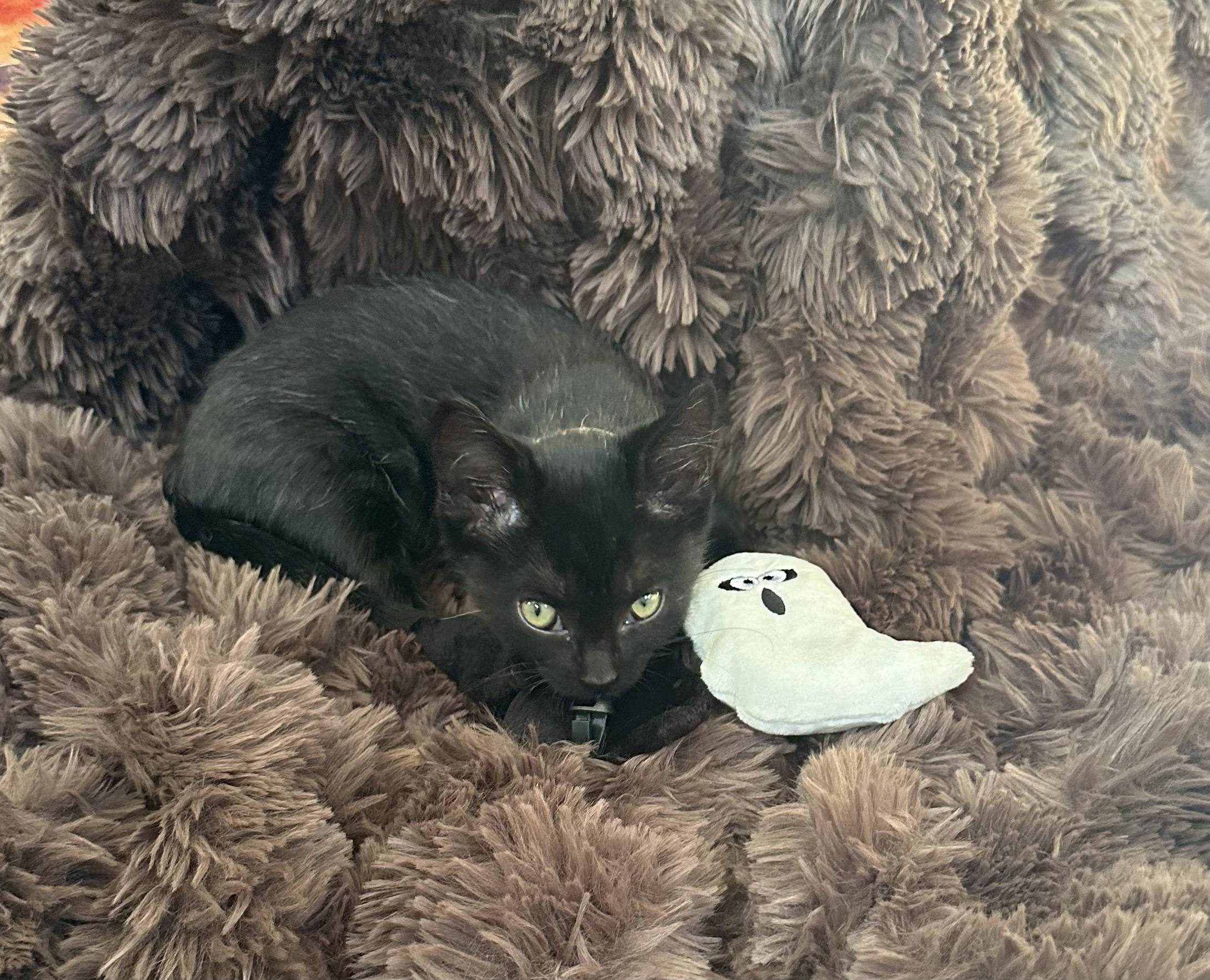 Enlarge Binx — Tiny Kitten, Big Spirit, a Adopted Domestic Short Hair in Prescott, AZ image 3/3