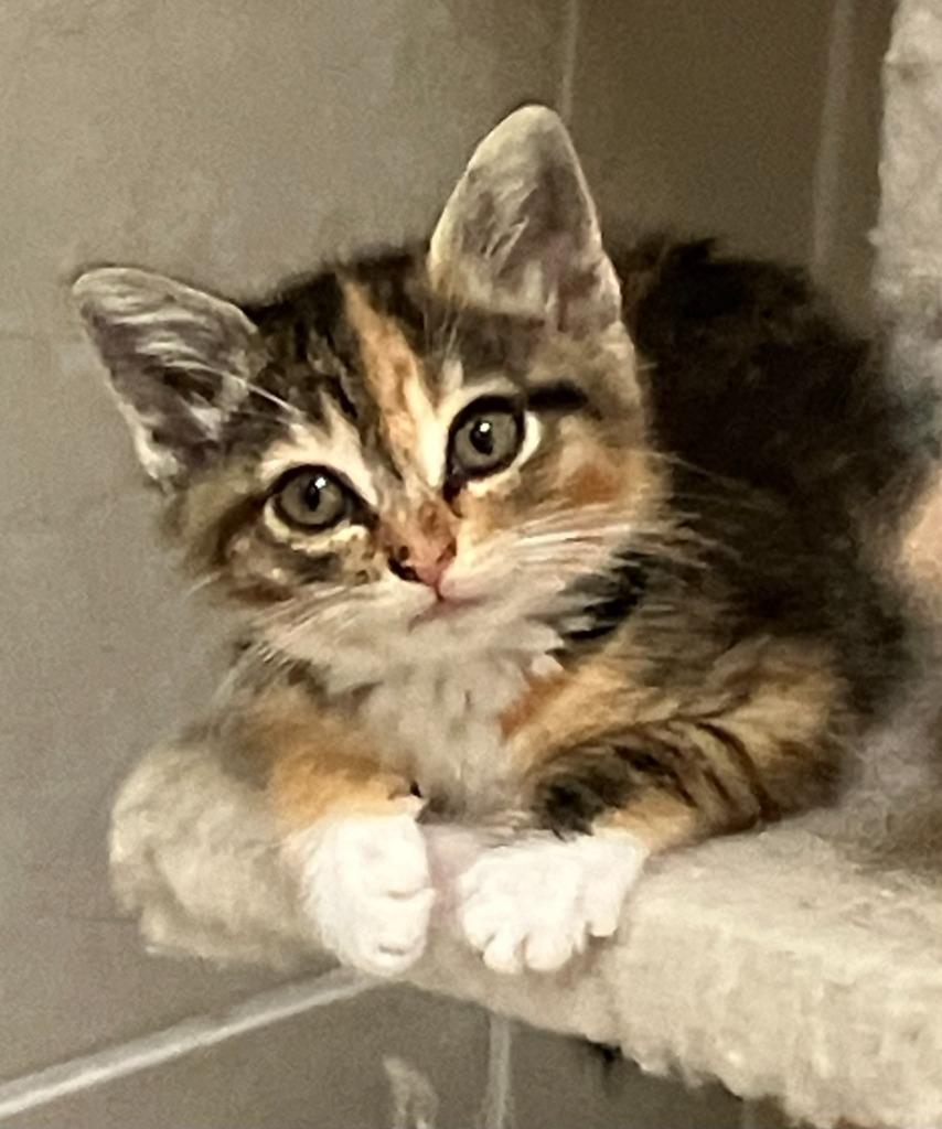 Tammy, Adoptable, Kitten Female Domestic Medium Hair.