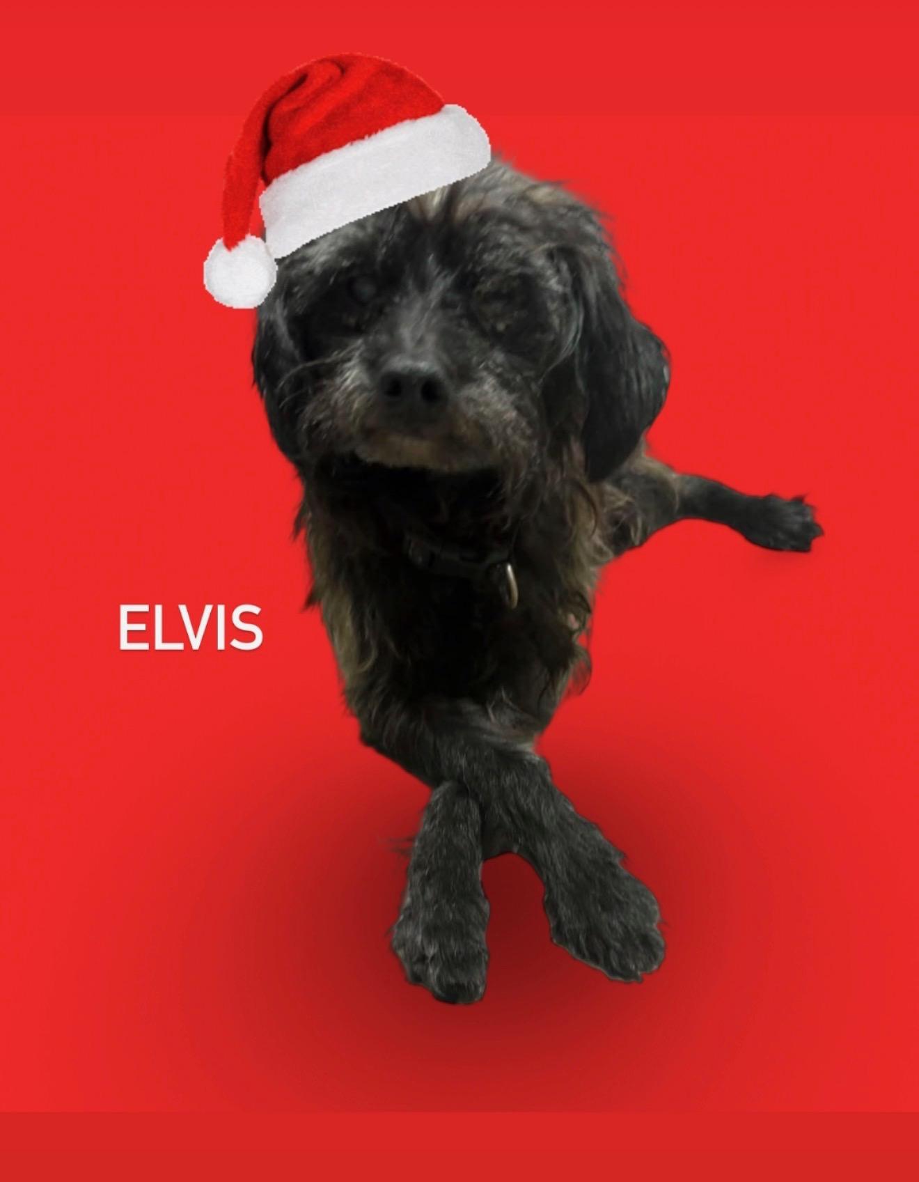 Elvis thumbnail 2