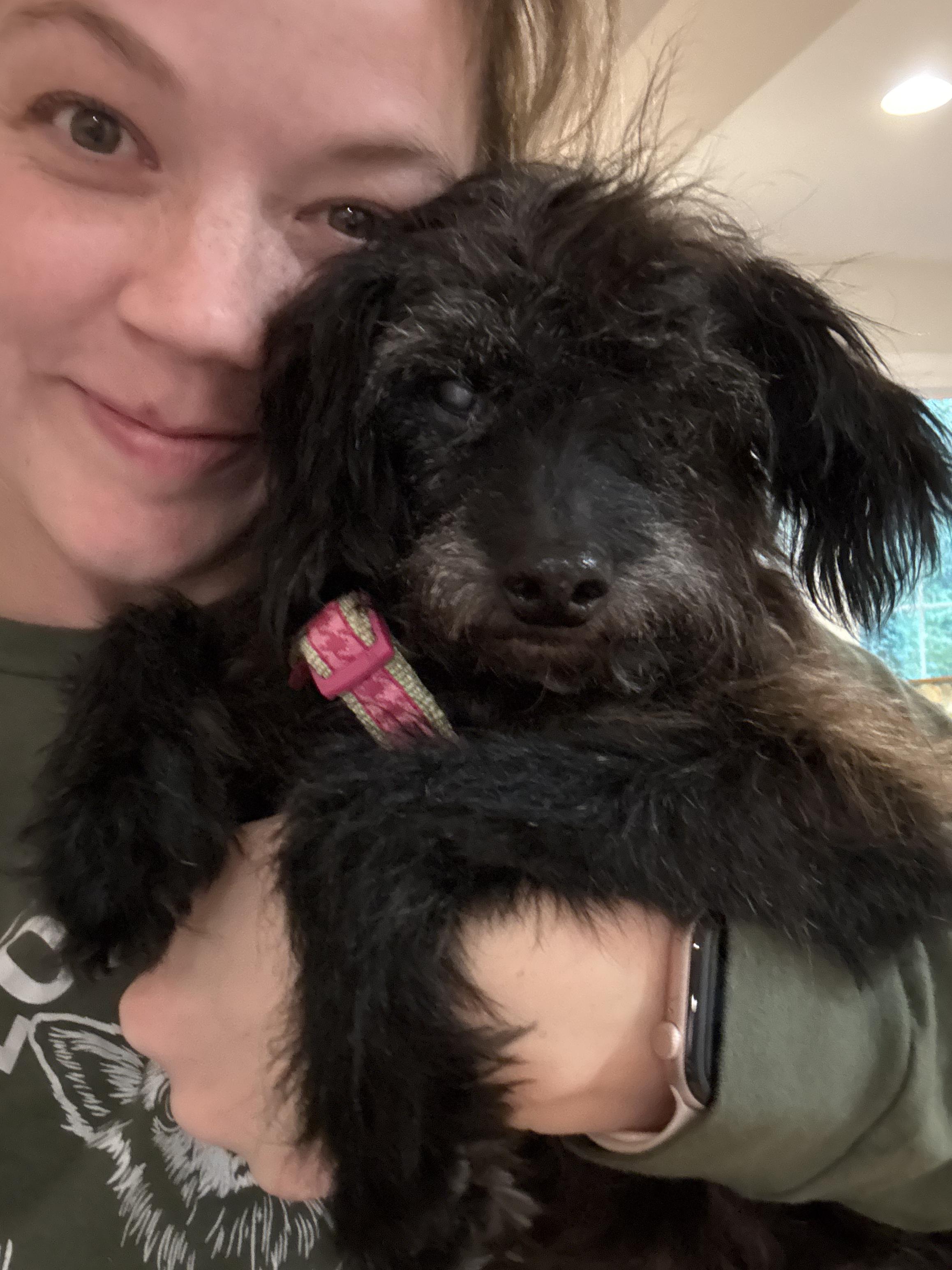 Elvis, Adoptable, Adult Male Miniature Poodle.