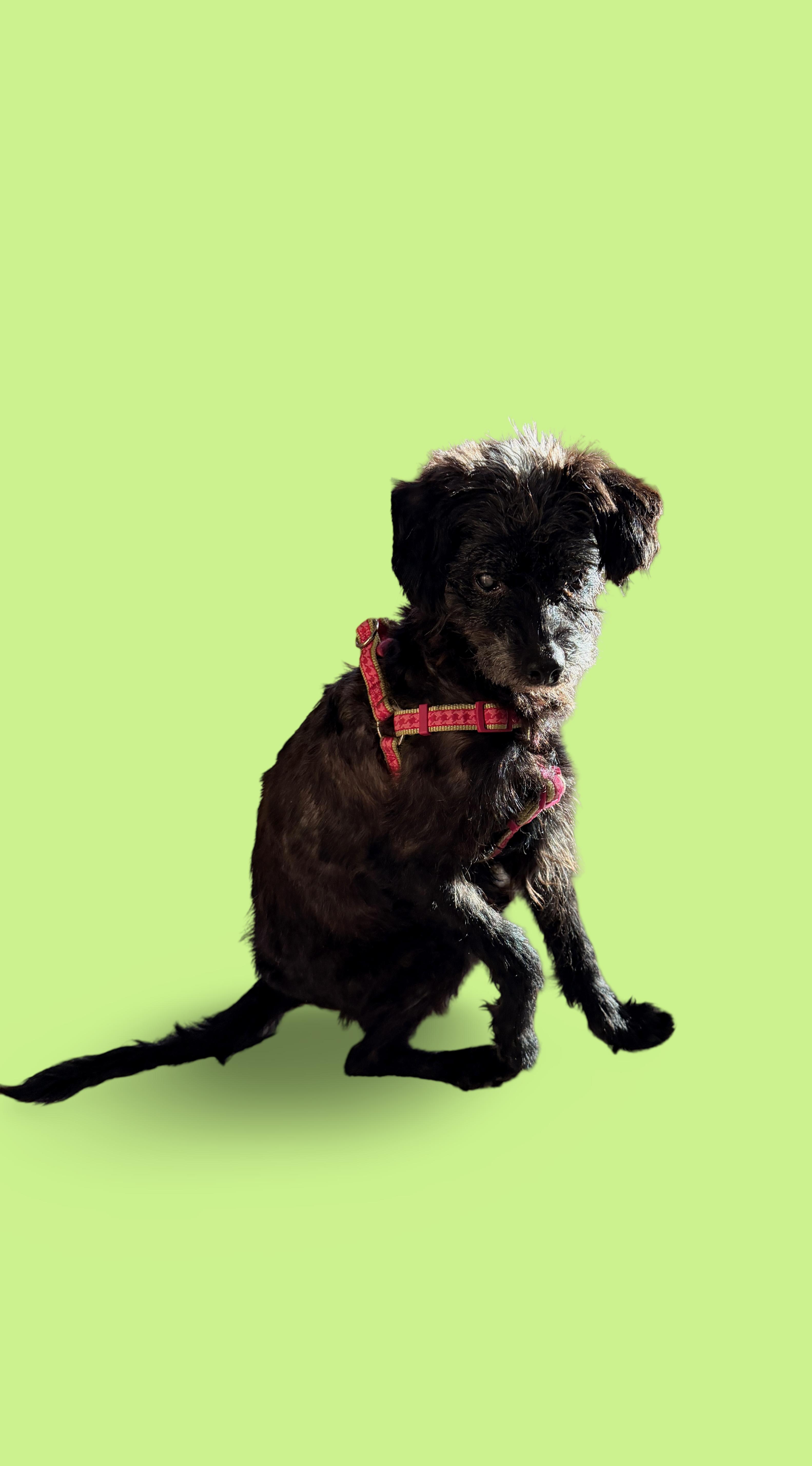 Enlarge Elvis, a Adoptable mixed breed in Hillsborough, NC image 3/6