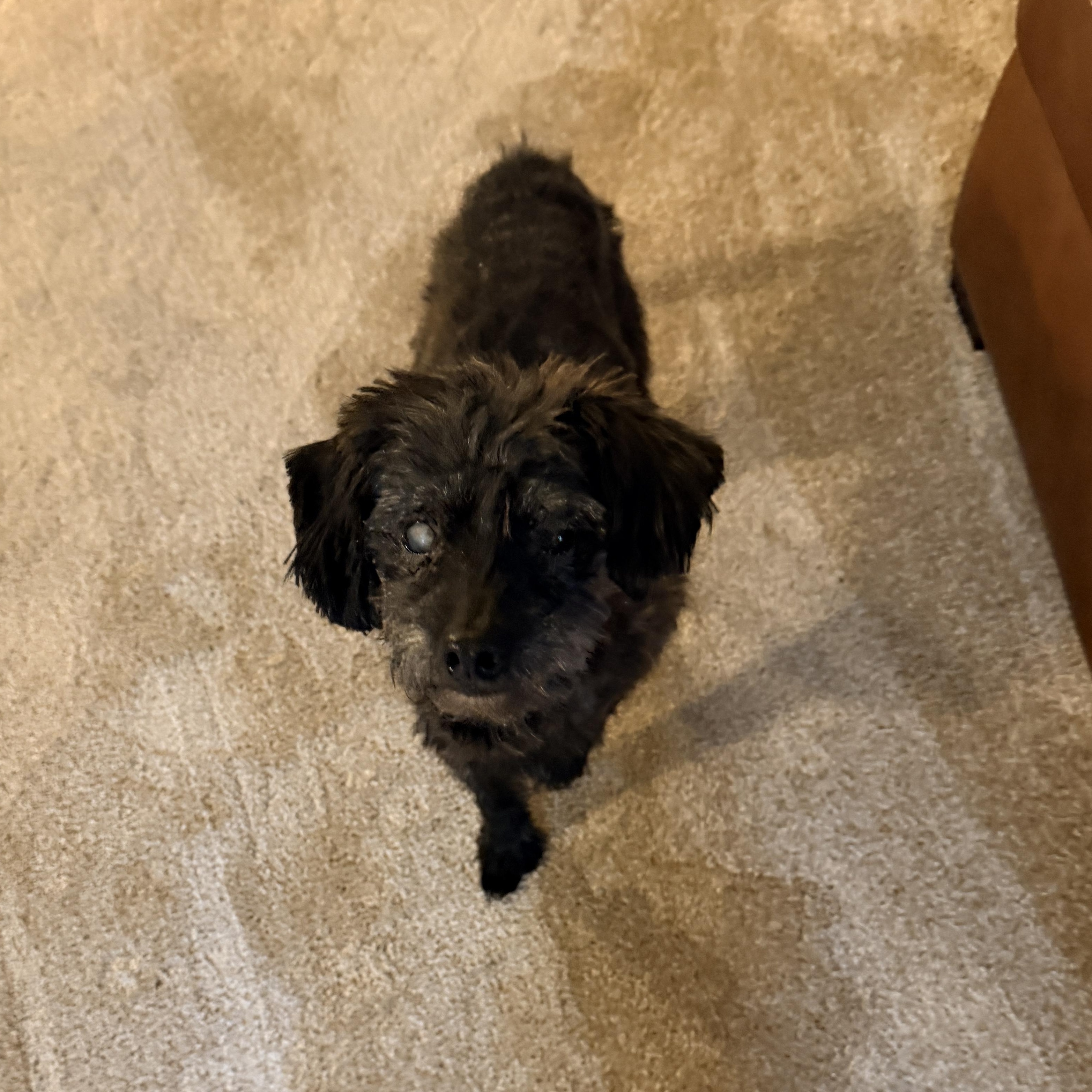 Enlarge Elvis, a Adoptable mixed breed in Hillsborough, NC image 4/6