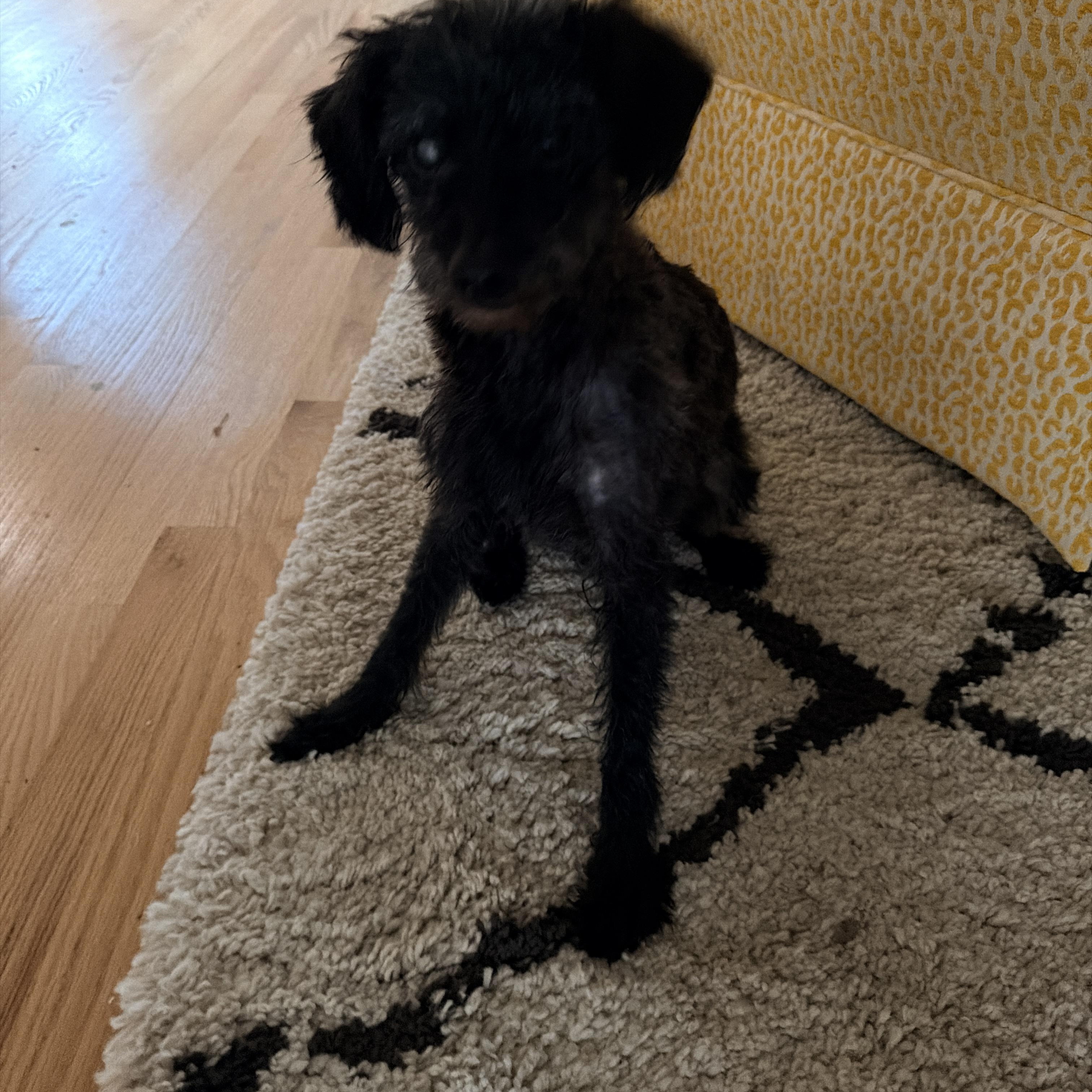 Enlarge Elvis, a Adoptable mixed breed in Hillsborough, NC image 5/6