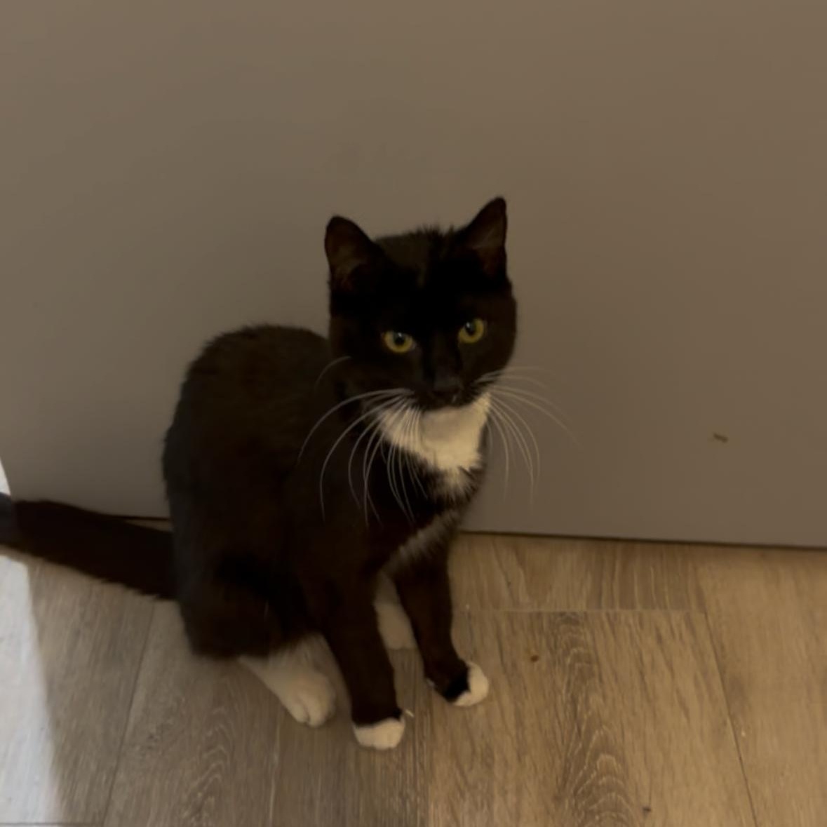 Enlarge Lorelai, a Adoptable mixed breed in Moriches, NY image 2/4