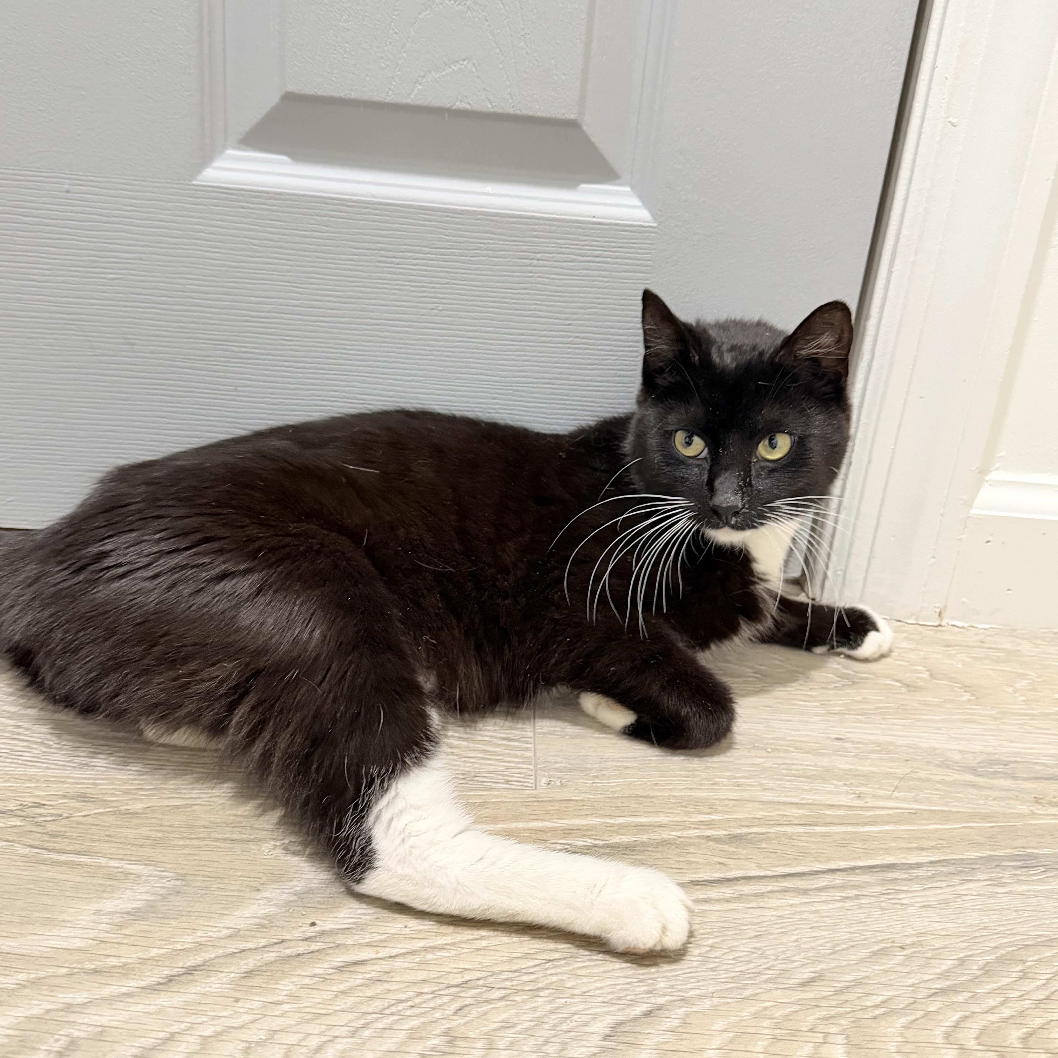 Enlarge Lorelai, a Adoptable mixed breed in Moriches, NY image 4/4