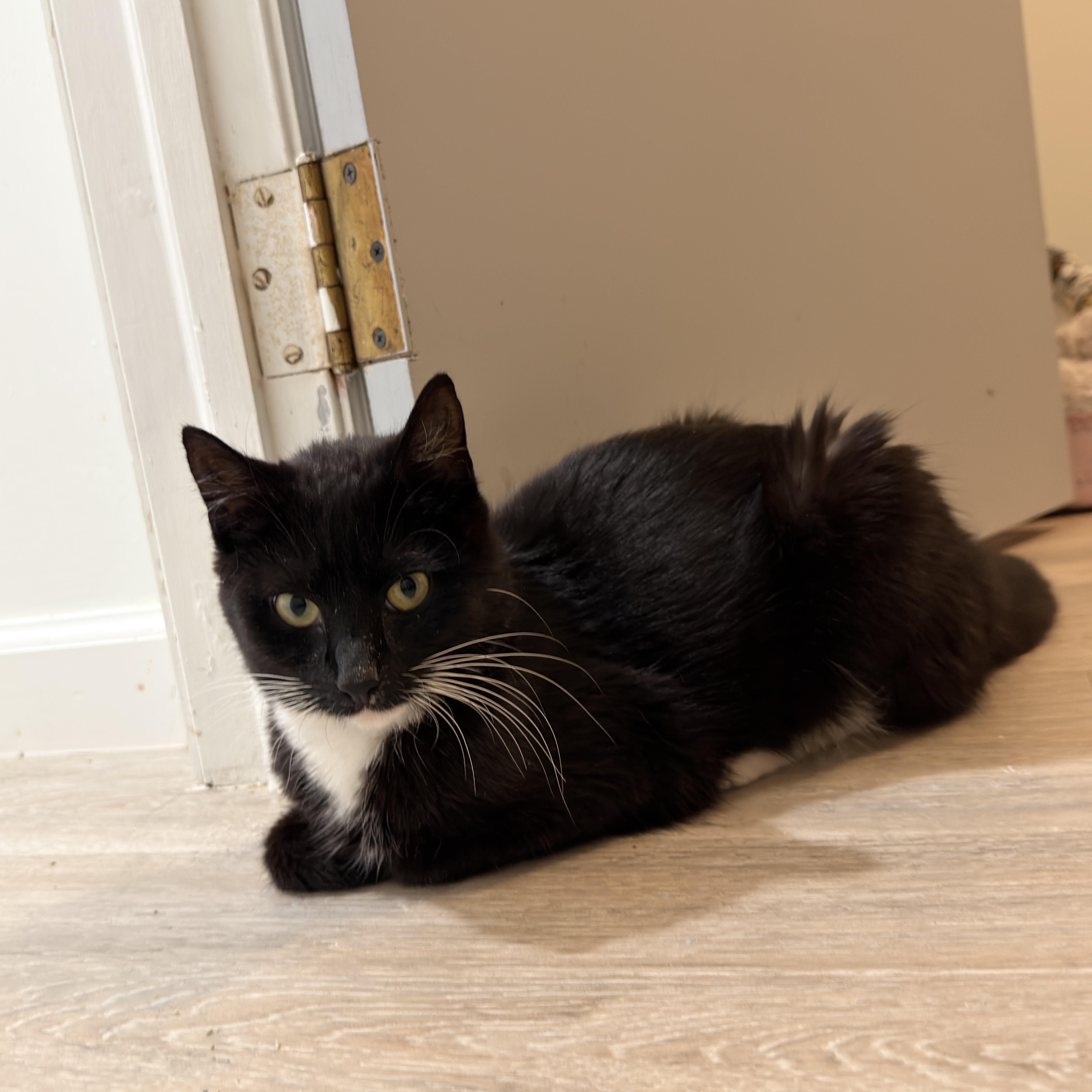 Enlarge Lorelai, a Adoptable mixed breed in Moriches, NY image 3/4