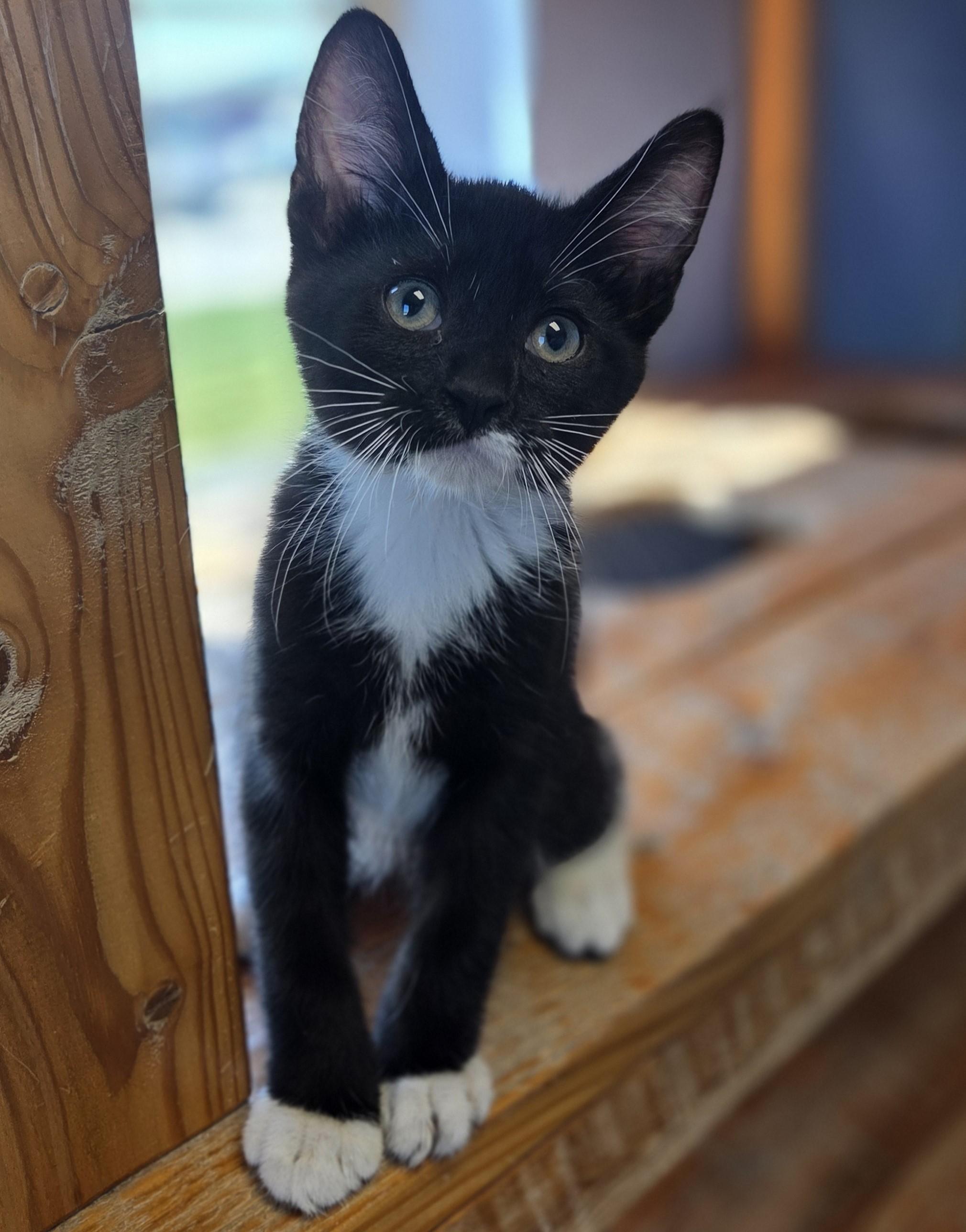 Evi Bycicle, adopted, Young Male Domestic Short Hair.