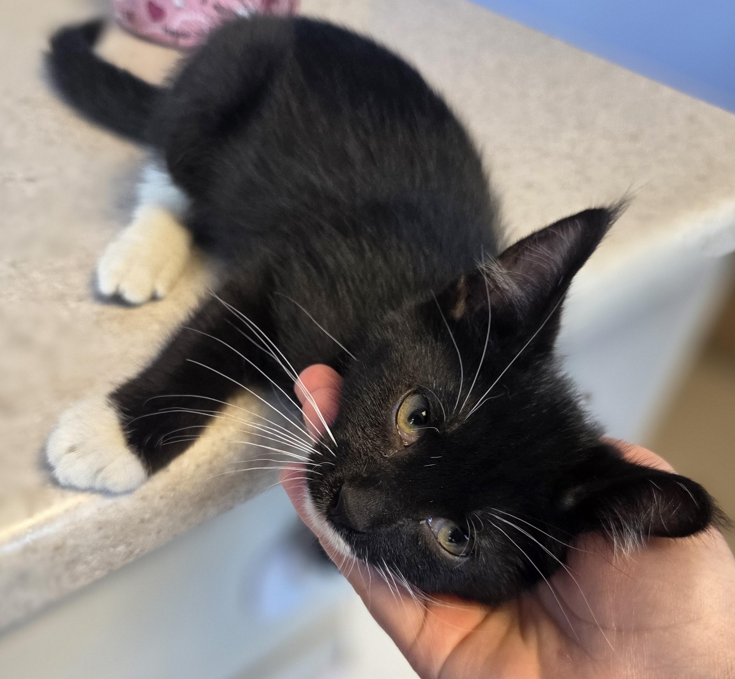 Evi Bycicle, an adopted Domestic Short Hair in Brookings, SD image 2/2