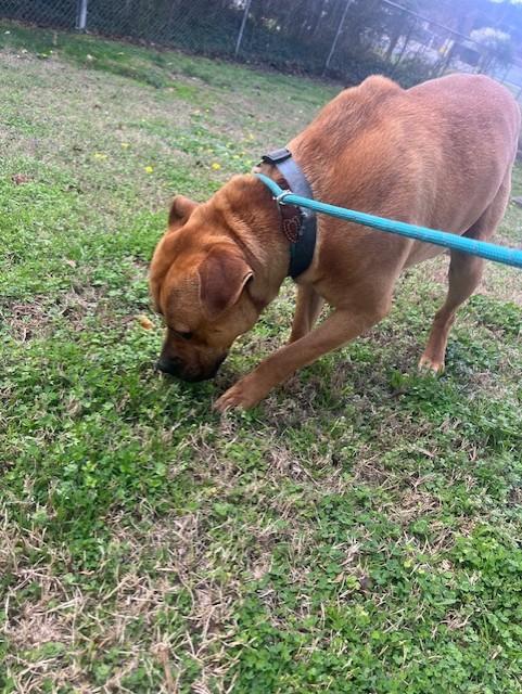 Enlarge Indy18013, a ADOPTABLE mixed breed in Rocky Mount, NC image 2/3