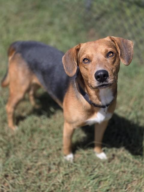 Enlarge RORY, a Adoptable mixed breed in York, SC image 1/1