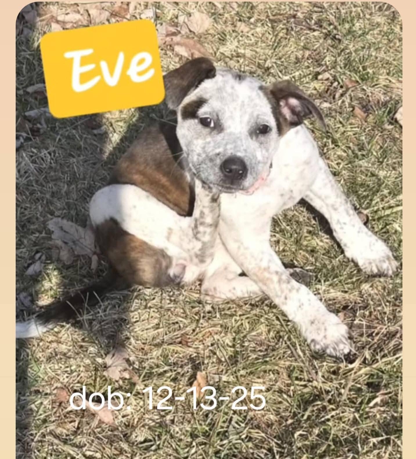 EVE, ADOPTABLE, Young Female Australian Cattle Dog / Blue Heeler & Pit Bull Terrier.