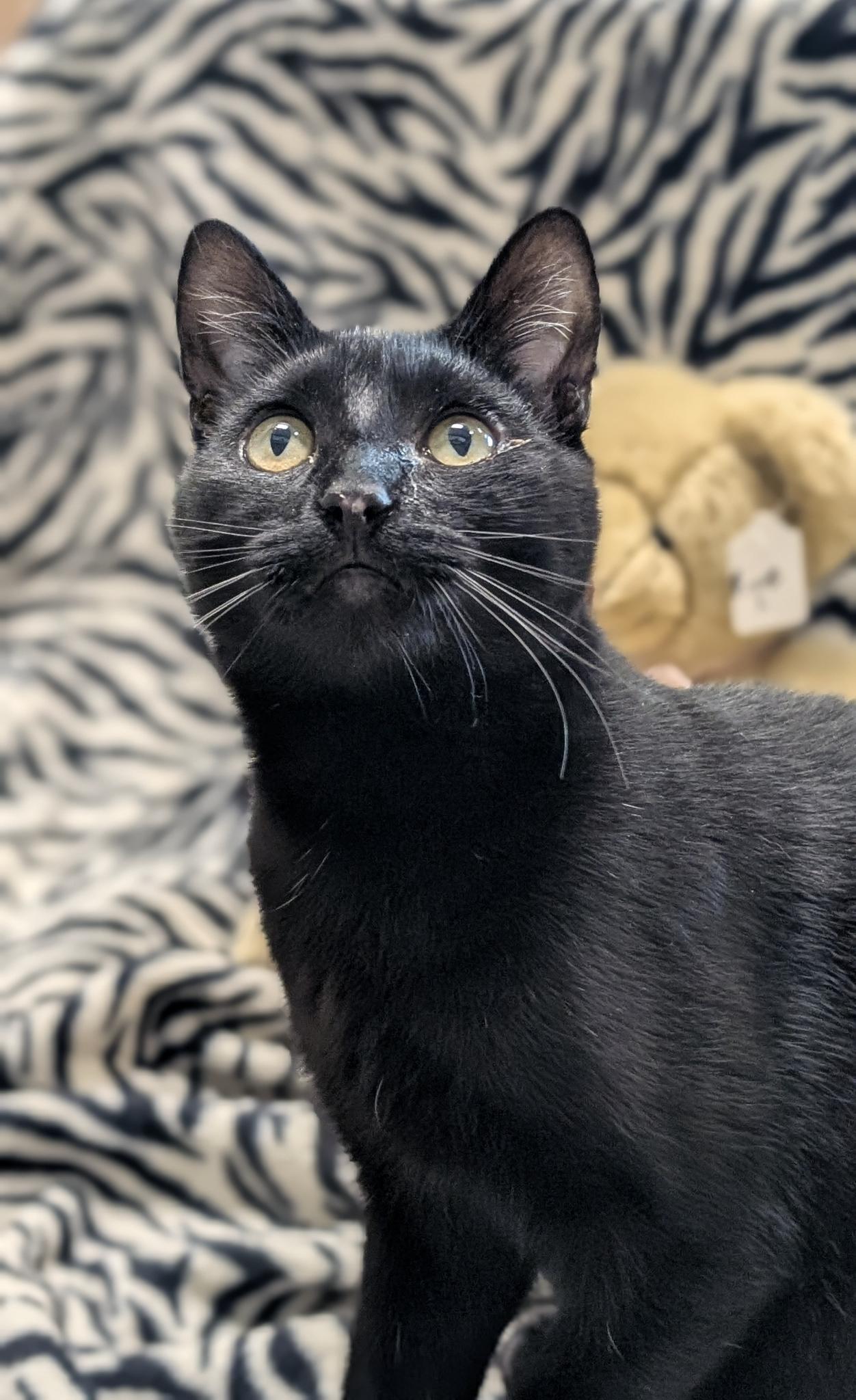 Bug, adopted, Young Male Domestic Short Hair.