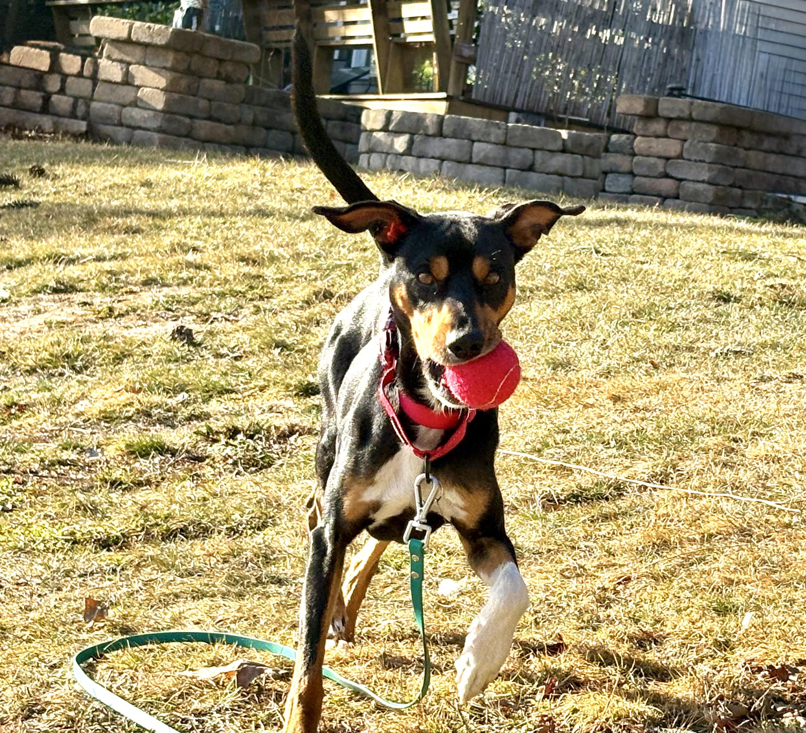 Dylan, an adopted mixed breed in Weare, NH image 3/6