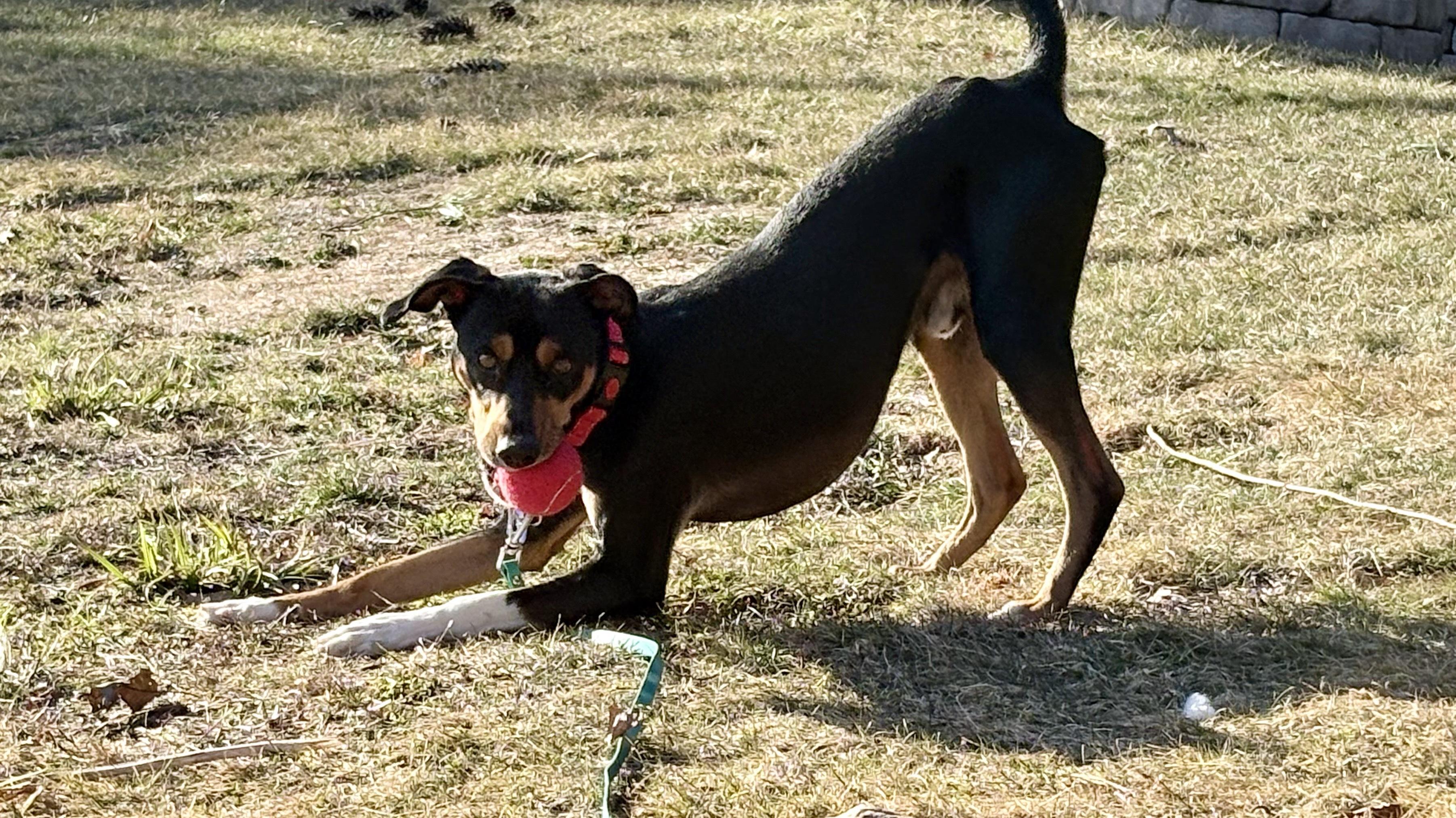 Dylan, an adopted mixed breed in Weare, NH image 6/6