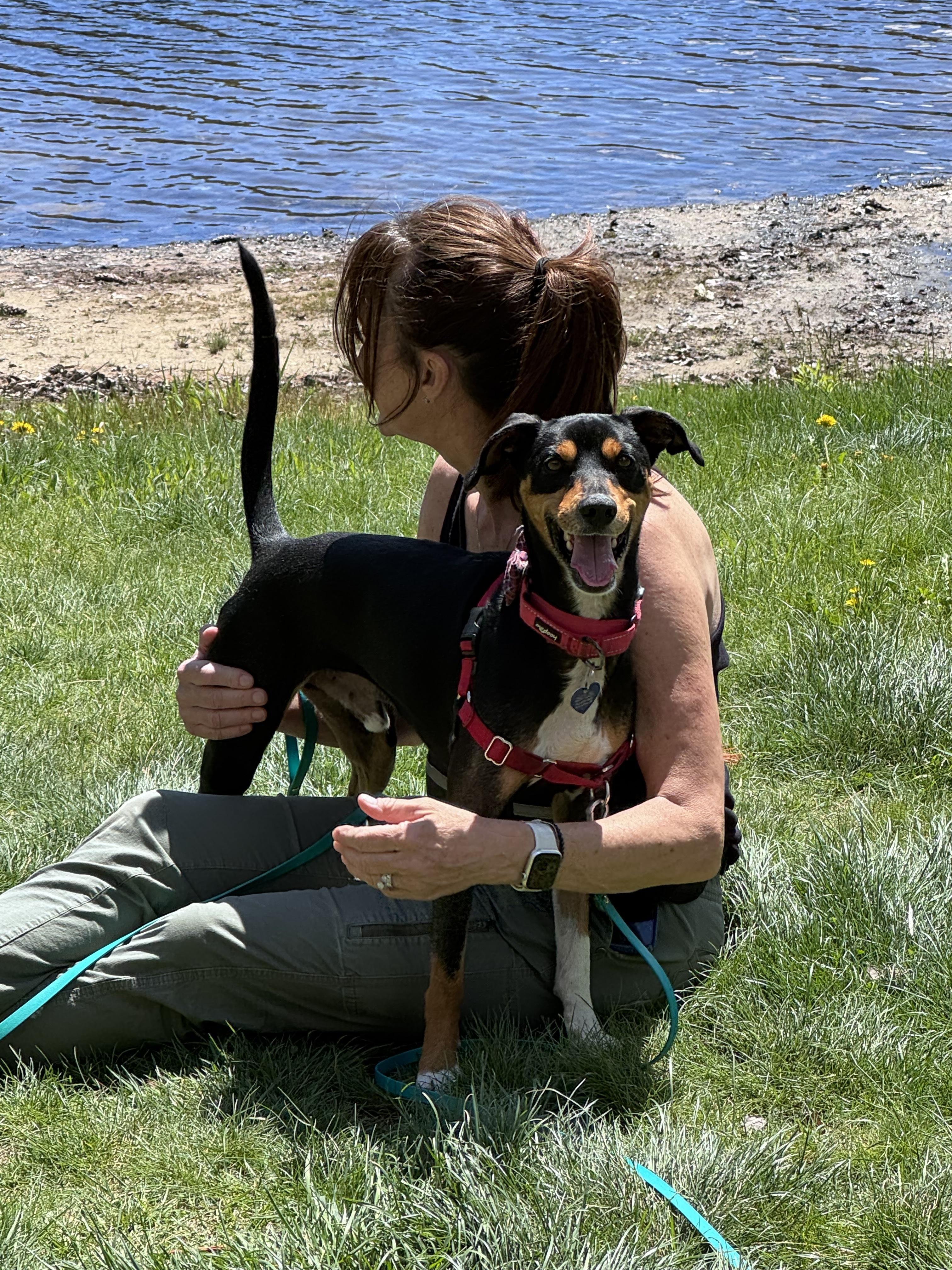 Dylan, adopted, Young Male Whippet & Miniature Pinscher.