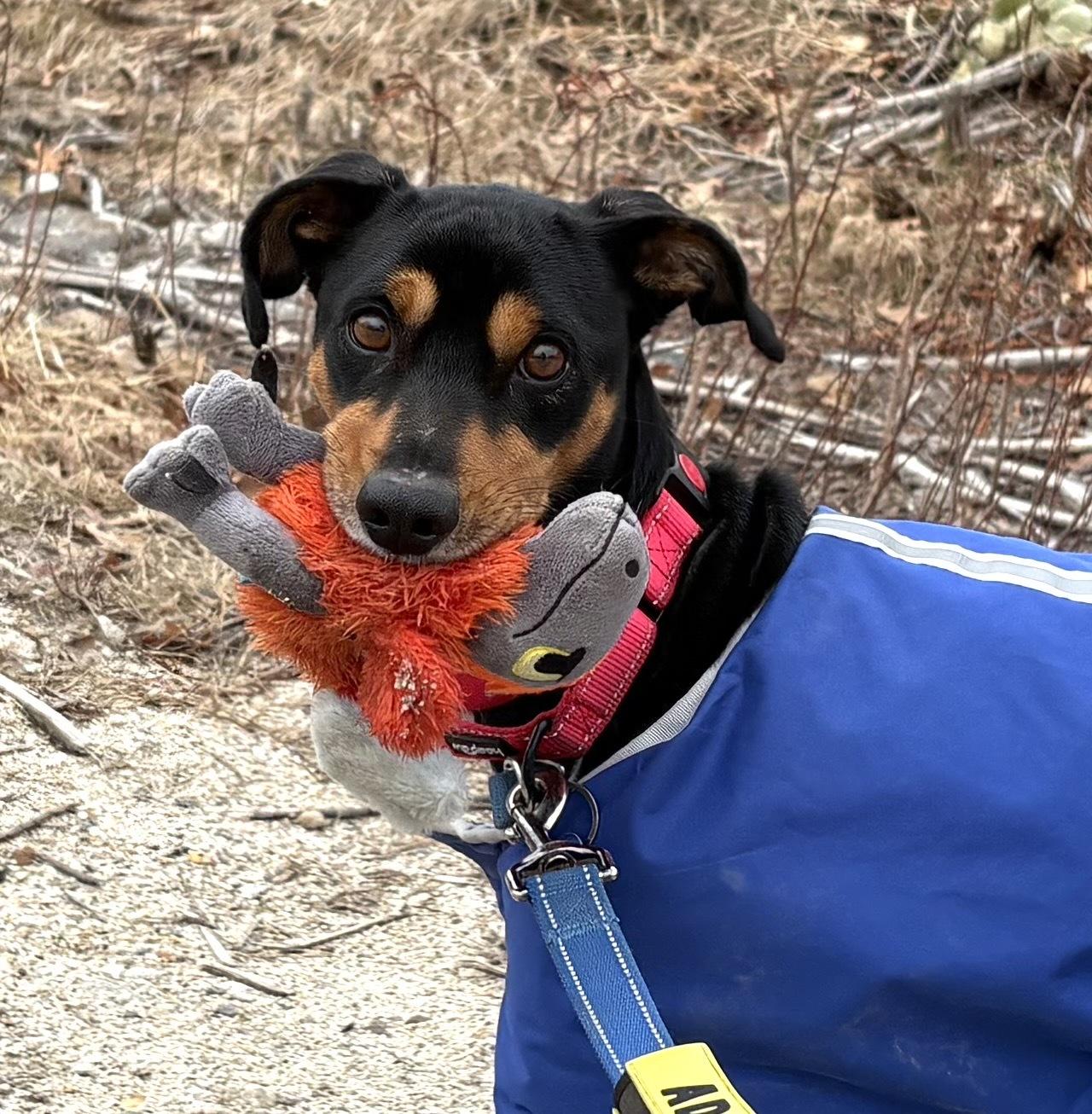 Dylan, an adopted mixed breed in Weare, NH image 2/6