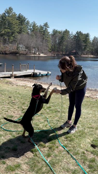 Enlarge Dylan, an adopted mixed breed in Weare, NH video 5/6