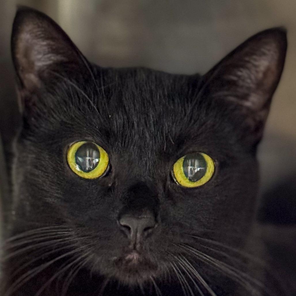 Pazzi, Adoptable, Young Female Domestic Short Hair.