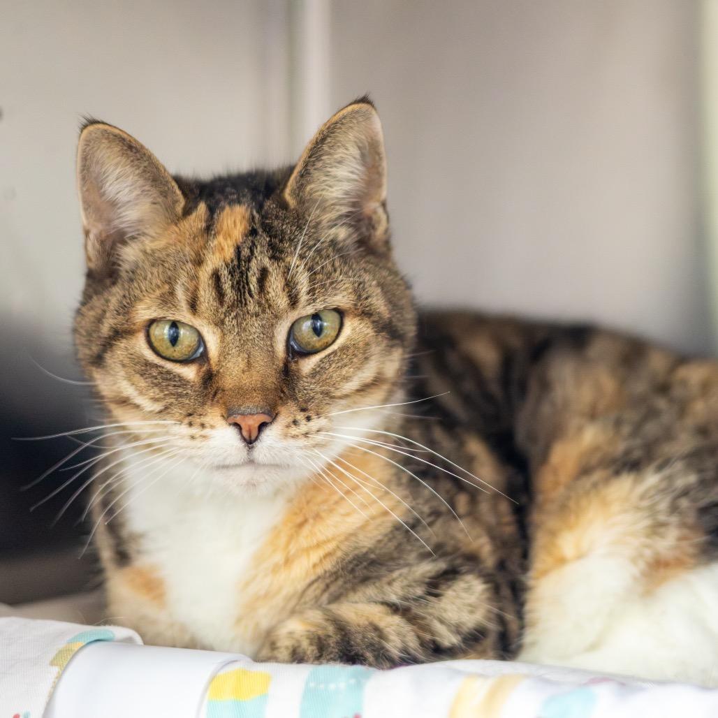 Krabby Patty — thumbnail 3