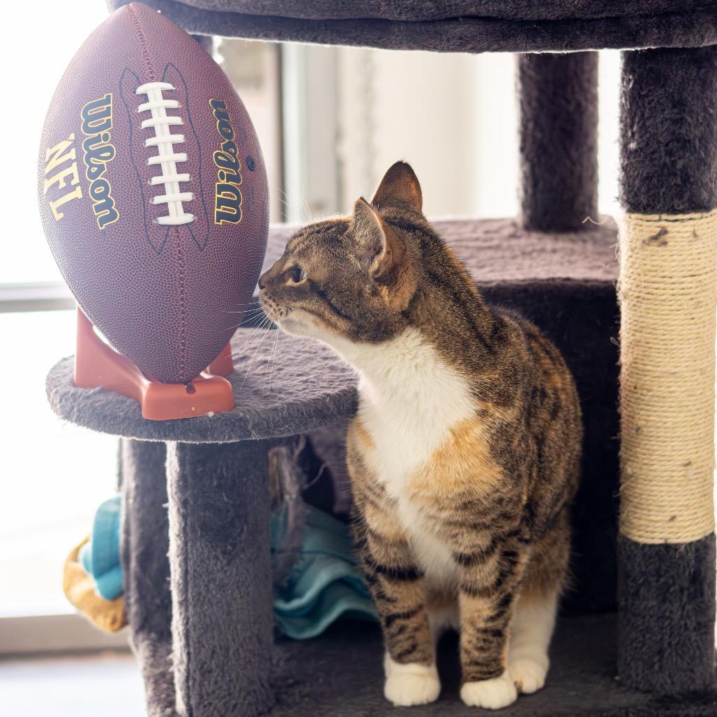 Krabby Patty — thumbnail 4