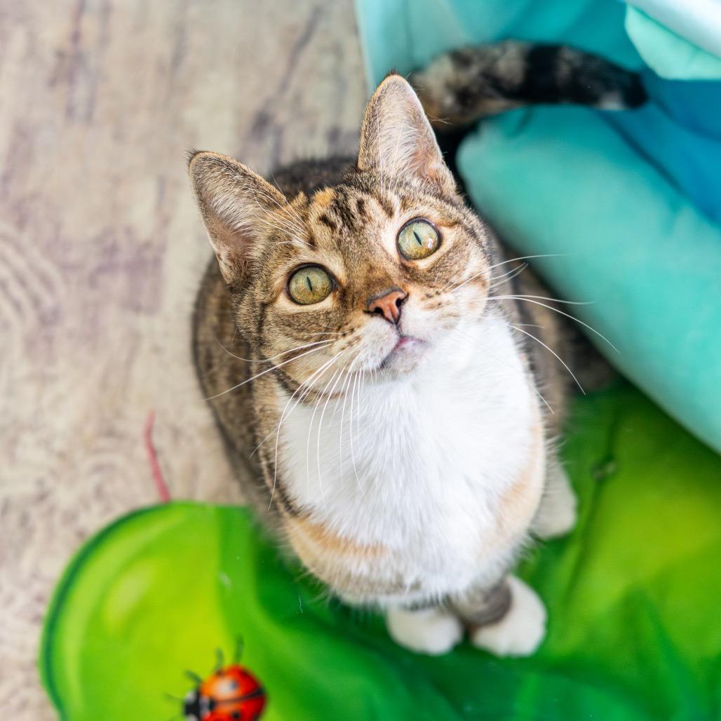 Krabby Patty — thumbnail 6