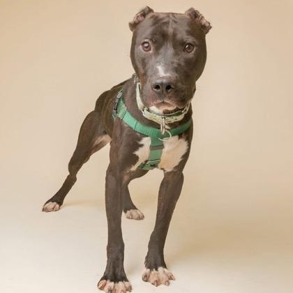 Swiss Roll, Adoptable, Adult Male Pit Bull Terrier.