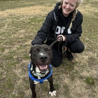 Enlarge Swiss Roll, a Adoptable Pit Bull Terrier in Philadelphia, PA image 3/3