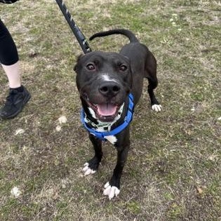 Enlarge Swiss Roll, a Adoptable Pit Bull Terrier in Philadelphia, PA image 2/3