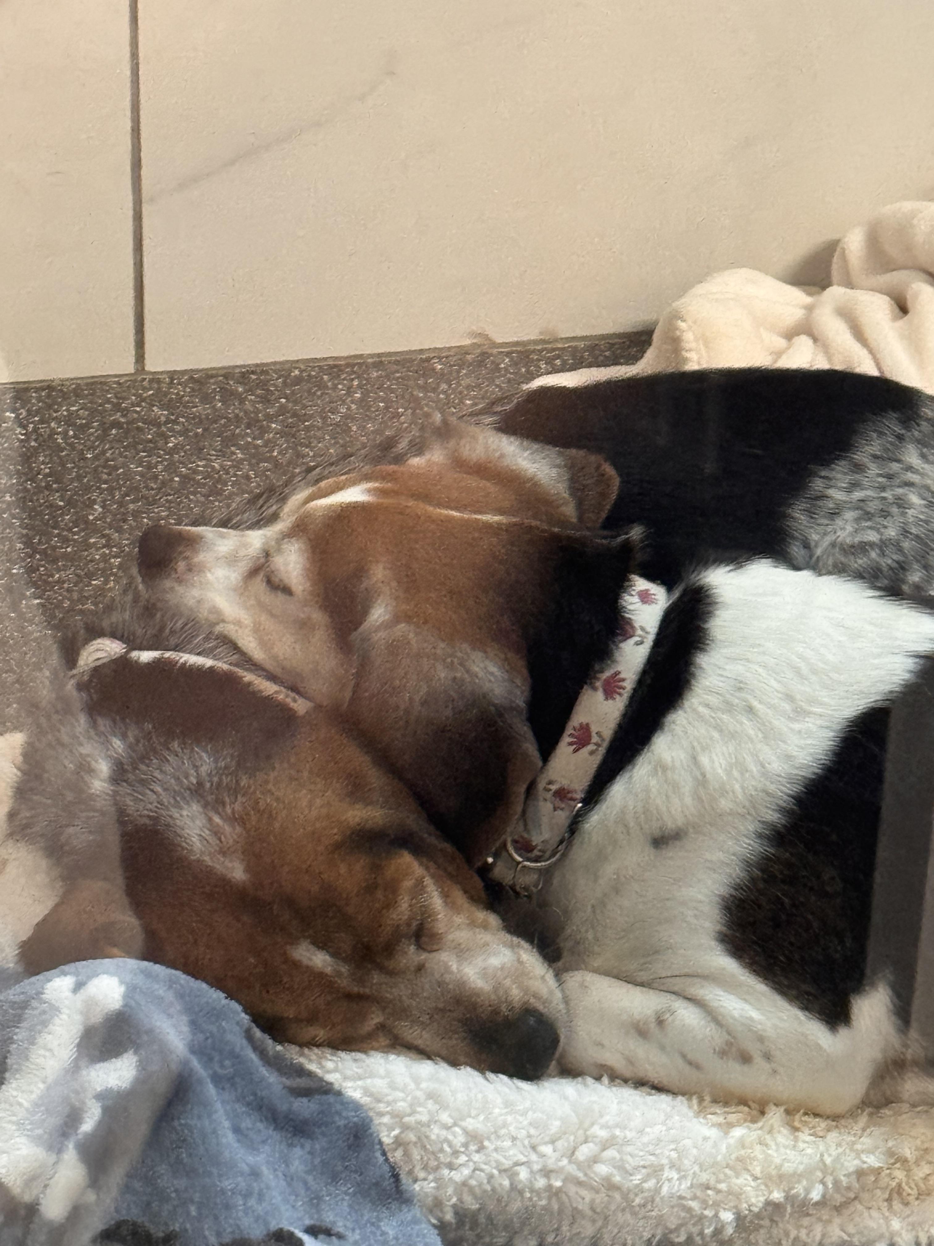 Enlarge Harlow and Mabel , a ADOPTABLE Beagle in O'Fallon, MO image 1/1