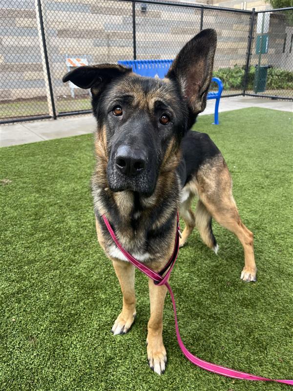 Edmund, a Adoptable German Shepherd Dog in Elk Grove, CA image 1/3