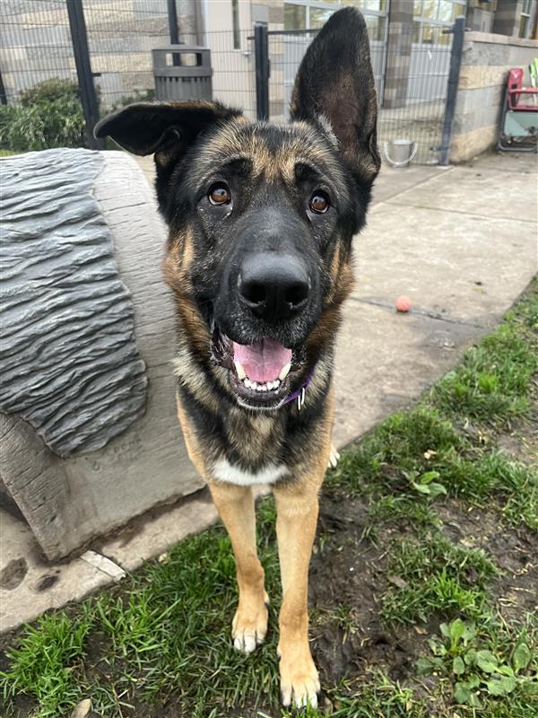 Edmund, a Adoptable German Shepherd Dog in Elk Grove, CA image 2/3