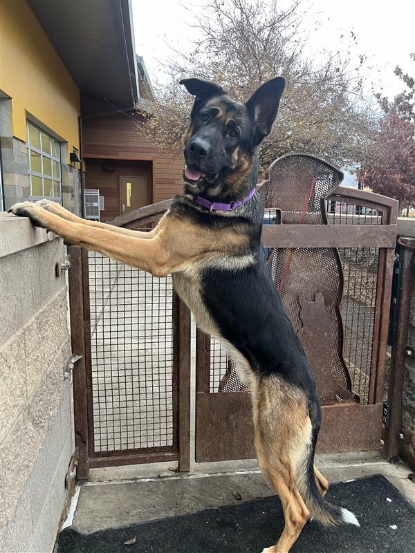 Edmund, a Adoptable German Shepherd Dog in Elk Grove, CA image 3/3