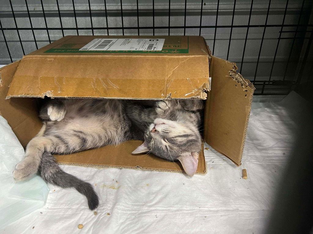 Kayson — thumbnail 2