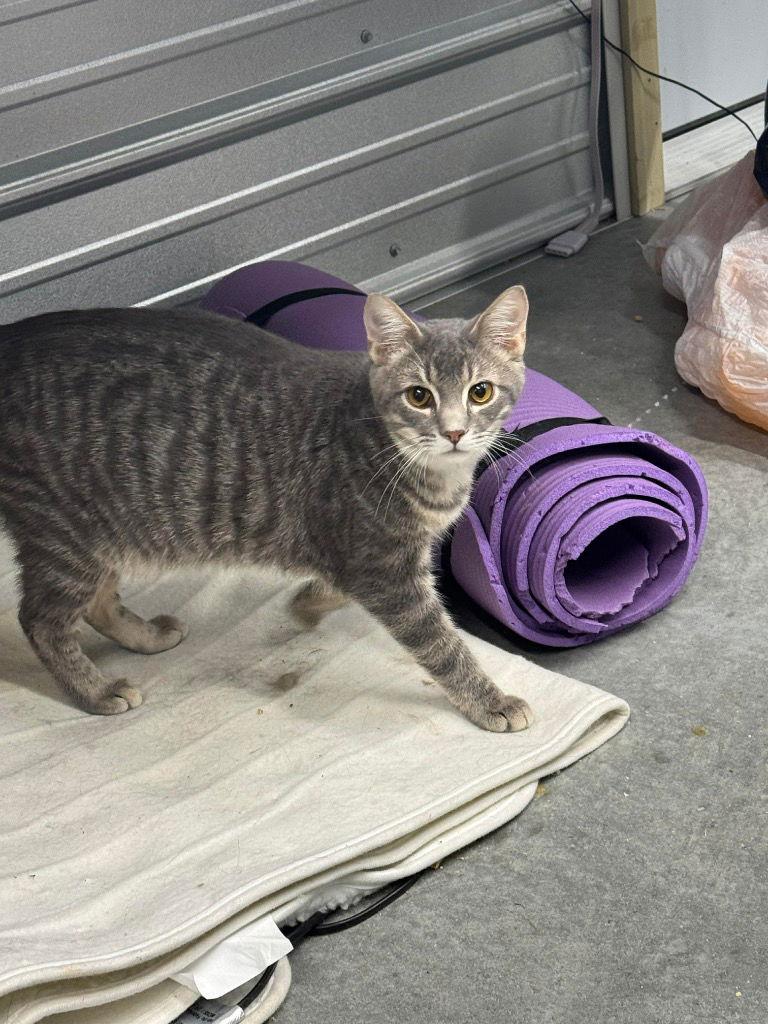 Kayson — thumbnail 3