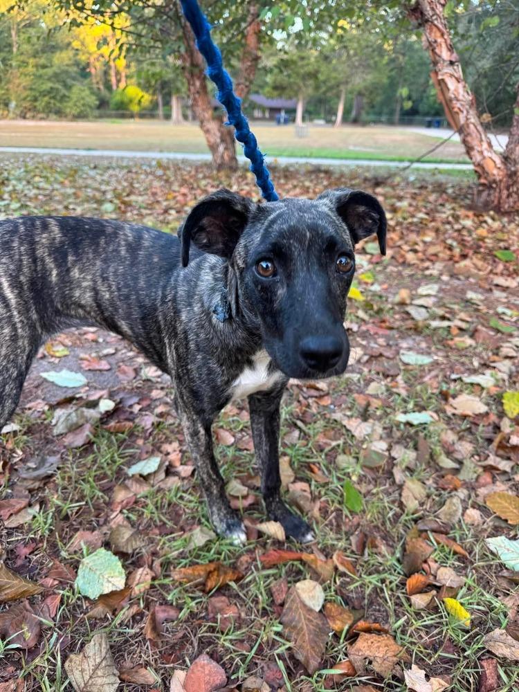 Olive, Adoptable, Puppy Female Rat Terrier.