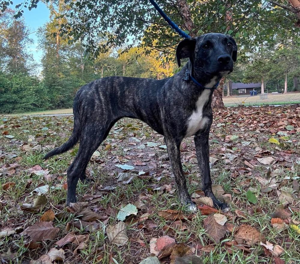 Enlarge Olive, a Adoptable mixed breed in Syracuse, NY image 2/6