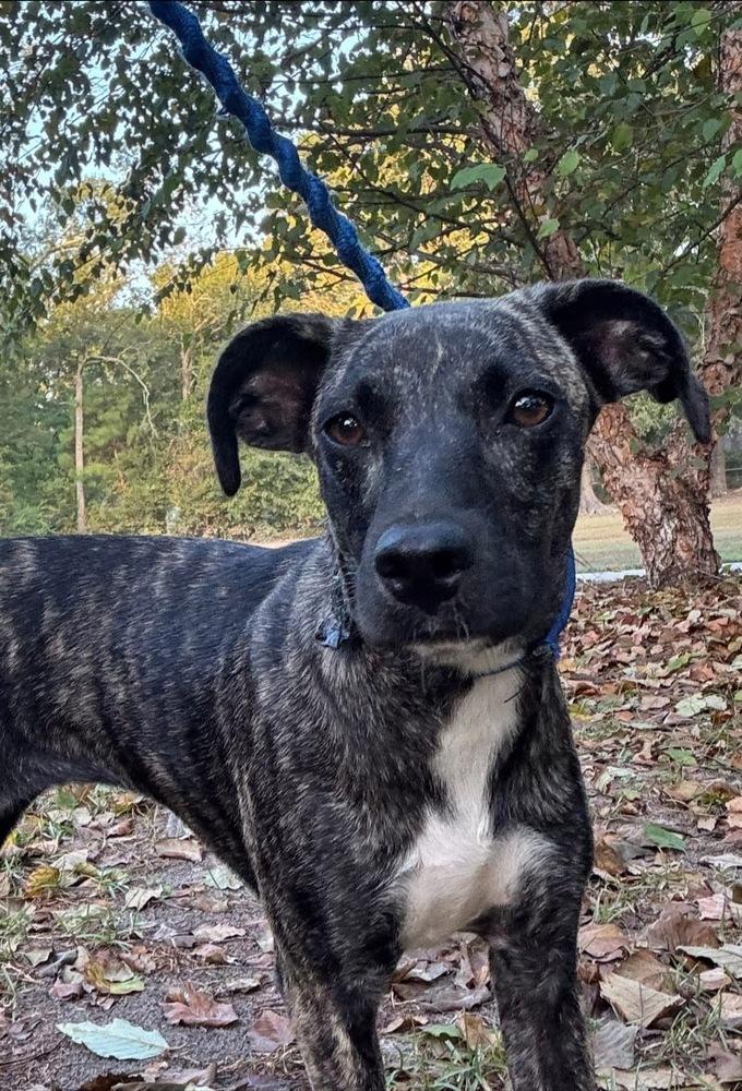 Enlarge Olive, a Adoptable mixed breed in Syracuse, NY image 3/6