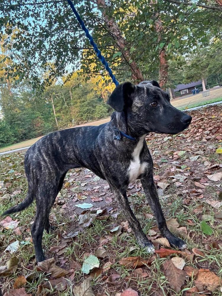 Enlarge Olive, a Adoptable mixed breed in Syracuse, NY image 4/6
