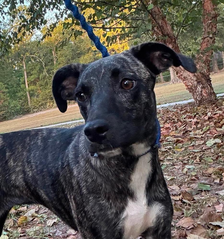 Enlarge Olive, a Adoptable mixed breed in Syracuse, NY image 5/6